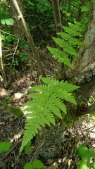 Dryopteris aemula