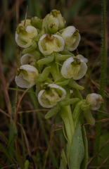 Pterygodium leucanthum