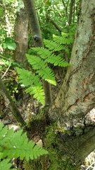 Dryopteris aemula