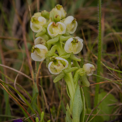 Pterygodium leucanthum