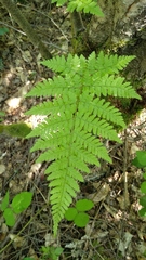 Dryopteris aemula