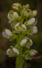Pterygodium leucanthum
