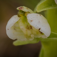 Pterygodium leucanthum