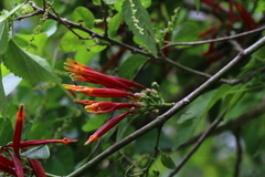 Agelanthus gracilis