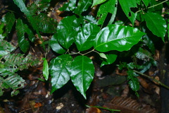 Elaeagnus triflora