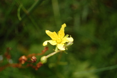 Saxifraga hirculus