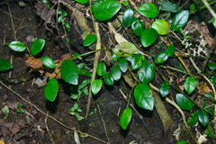 Ficus aurantiaca parvifolia