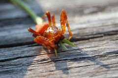 Araneus alsine