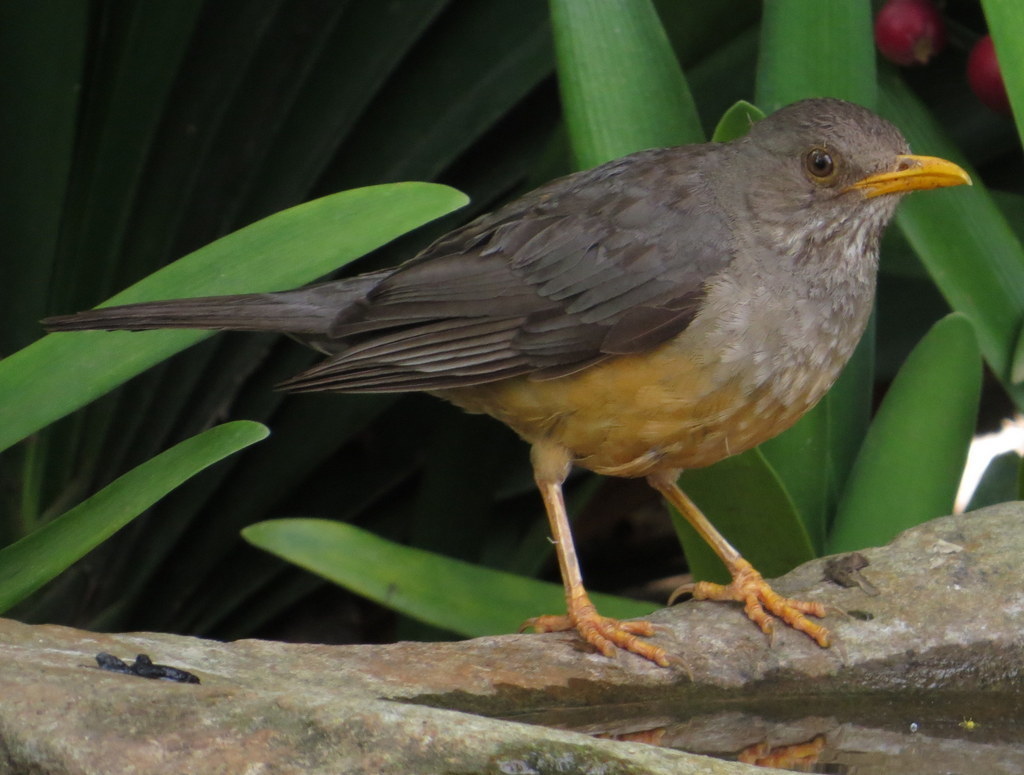 Olive Thrush