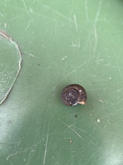 Trochulus striolatus