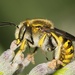 Μέλισσα Υφάντρα - Photo (c) Pierre Bornand, μερικά δικαιώματα διατηρούνται (CC BY-NC)