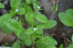 Bothriospermum zeylanicum