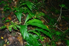 Calanthe triplicata