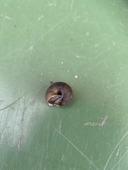 Trochulus striolatus