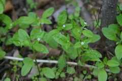 Bothriospermum zeylanicum