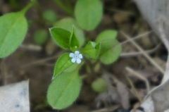 Bothriospermum zeylanicum