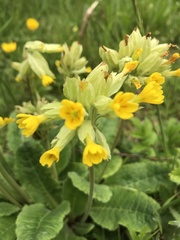 Primula veris