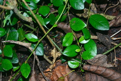 Ficus aurantiaca parvifolia