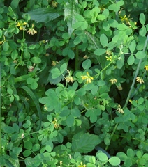Medicago carstiensis