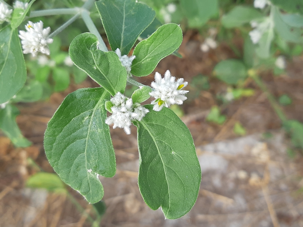 Alternanthera pubiflora
