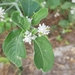 Alternanthera pubiflora - Photo (c) Daniel Velasco C., osa oikeuksista pidätetään (CC BY), lähettänyt Daniel Velasco C.