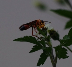 Sphex ichneumoneus