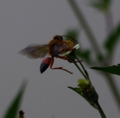 Sphex ichneumoneus