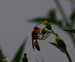 Sphex ichneumoneus