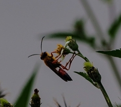 Sphex ichneumoneus