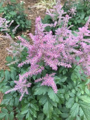 Astilbe japonica