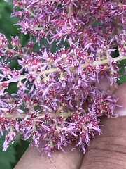 Astilbe japonica