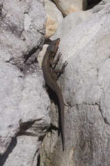 Ninurta coeruleopunctatus