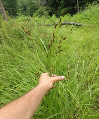 Carex shortiana