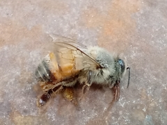 Apis mellifera