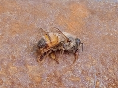 Apis mellifera