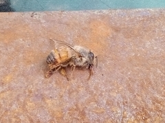 Apis mellifera