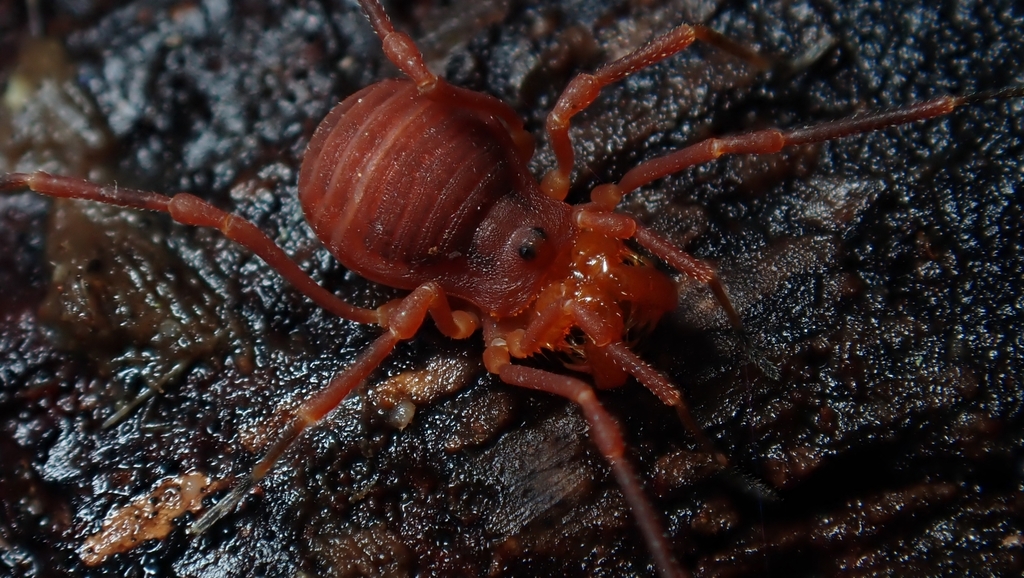 Sclerobunus nondimorphicus