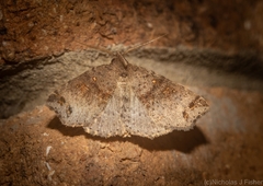 Lithilaria proestans