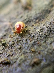 Clambidae