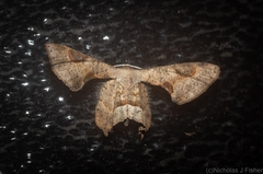 Phazaca leucocephala