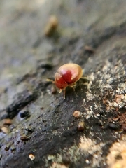 Clambidae