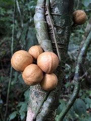 Dysoxylum cumingianum