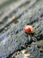 Clambidae