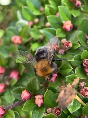 Bombus pascuorum