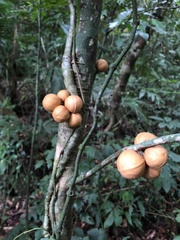 Dysoxylum cumingianum