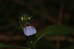 Justicia petiolaris