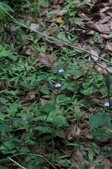 Justicia petiolaris