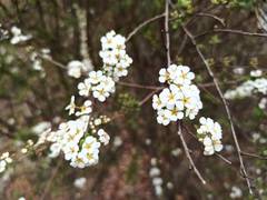 Spiraea prunifolia pseudoprunifolia