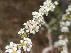 Spiraea prunifolia pseudoprunifolia