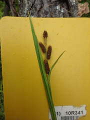 Carex shortiana